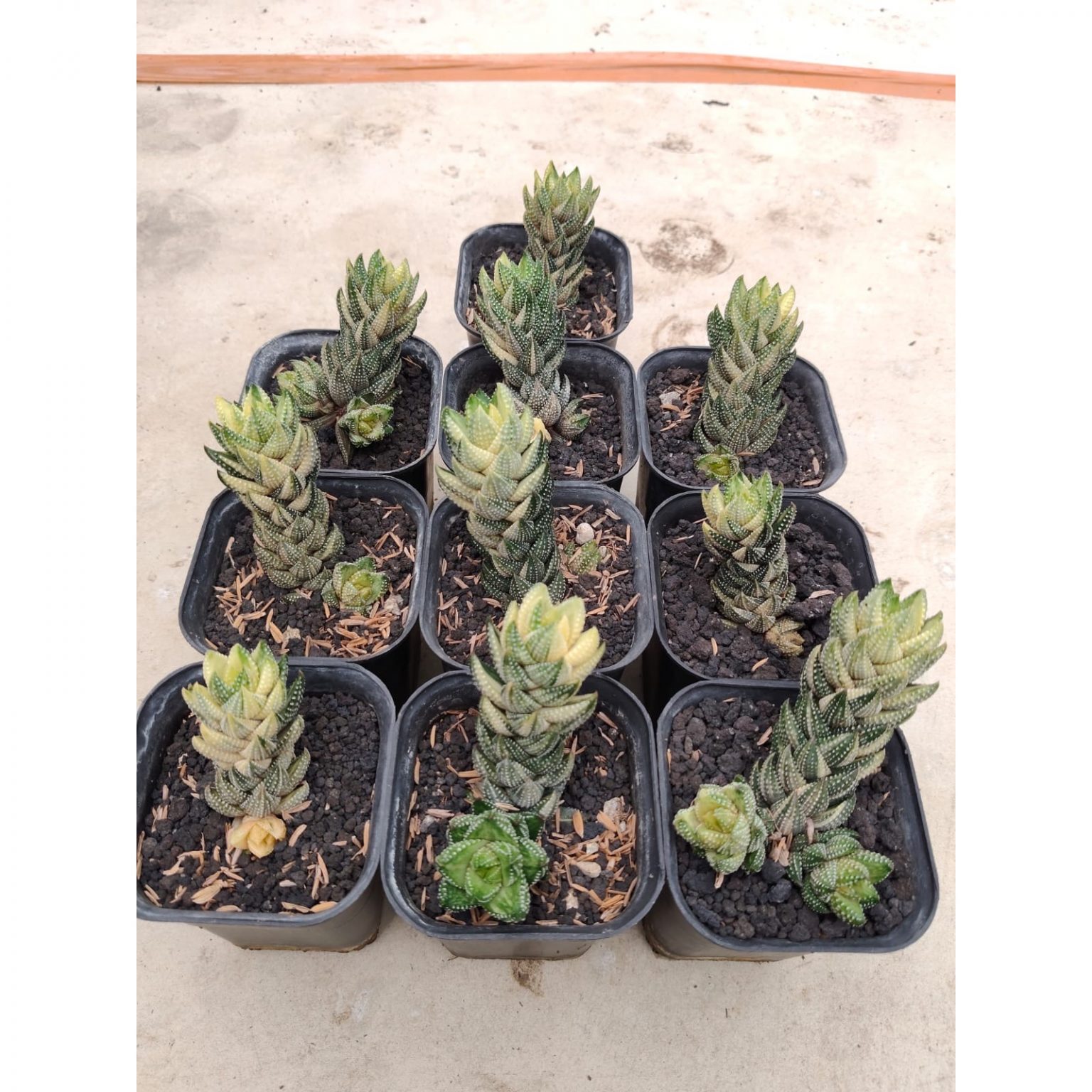 Haworthia Coarctata Variegated 10pcs