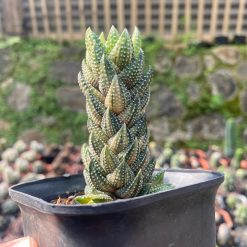 Haworthia Coarctata Variegated 10pcs