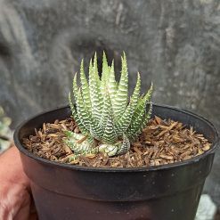 Haworthia Fasciata Alba, real gallery image #1 plants. Picture taken directly from kaktus.id community Haworthia farmer green houses.
