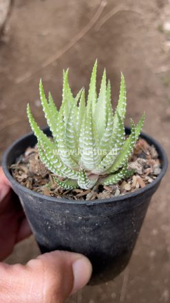 Haworthia Fasciata Alba, real gallery image #3 plants. Picture taken directly from kaktus.id community Haworthia farmer green houses.
