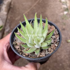 Haworthia Fasciata Alba, real gallery image #4 plants. Picture taken directly from kaktus.id community Haworthia farmer green houses.