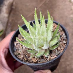 Haworthia Fasciata Alba, real gallery image #5 plants. Picture taken directly from kaktus.id community Haworthia farmer green houses.