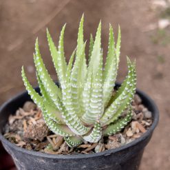 Haworthia Fasciata Alba, real gallery image #6 plants. Picture taken directly from kaktus.id community Haworthia farmer green houses.