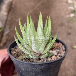 Haworthia Fasciata Alba, real gallery image #7 plants. Picture taken directly from kaktus.id community Haworthia farmer green houses.
