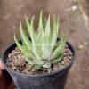 Haworthia Fasciata Alba, real feature image plant. Picture taken directly from kaktus.id community Haworthia farmer green houses.