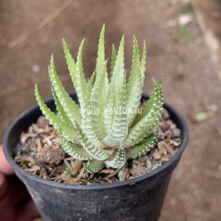 Haworthia Fasciata Alba, real feature image plant. Picture taken directly from kaktus.id community Haworthia farmer green houses.