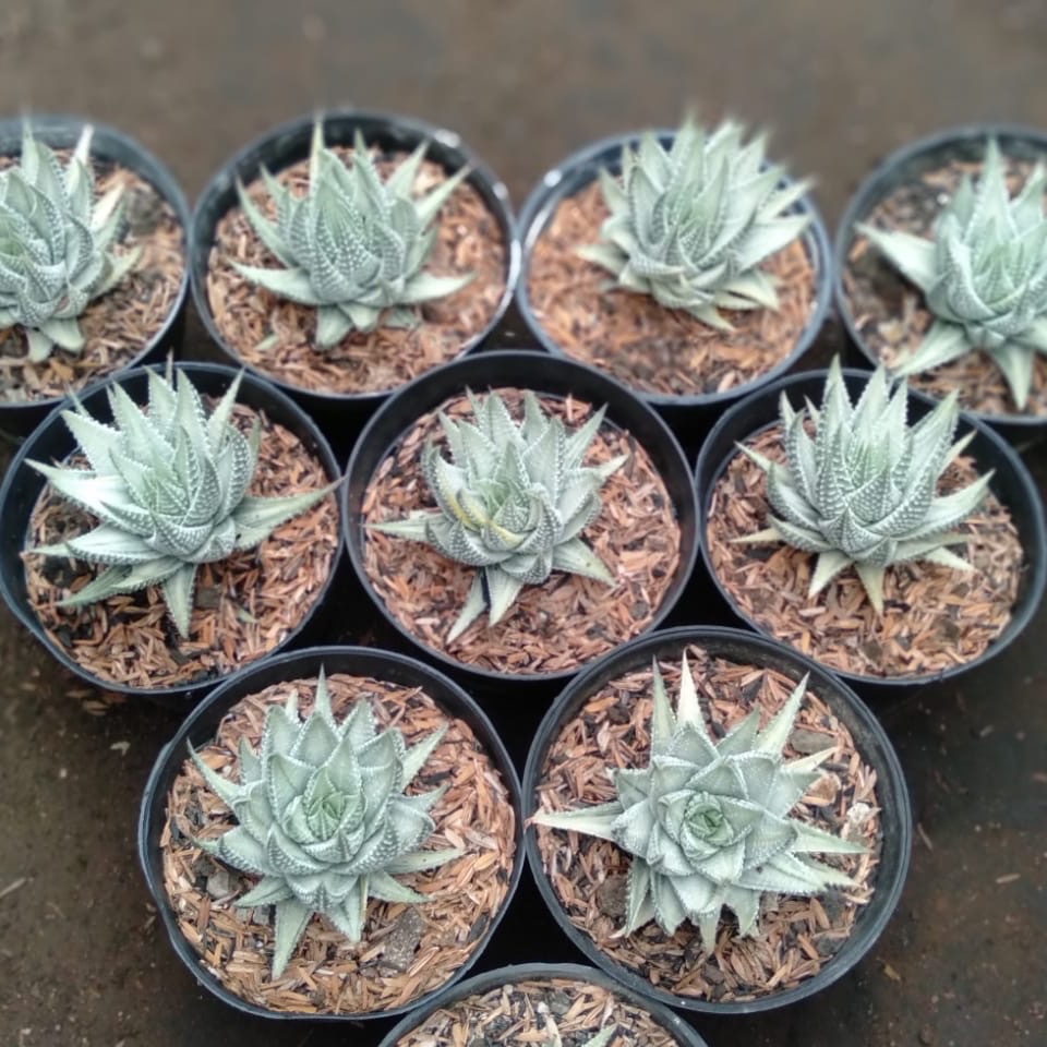 Haworthia Pumila Silver Variegated 10pcs, real gallery image #1 plants. Picture taken directly from kaktus.id community Haworthia farmer green houses.