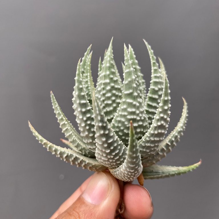 1708. Haworthia Pumila Silver Variegated 10pcs