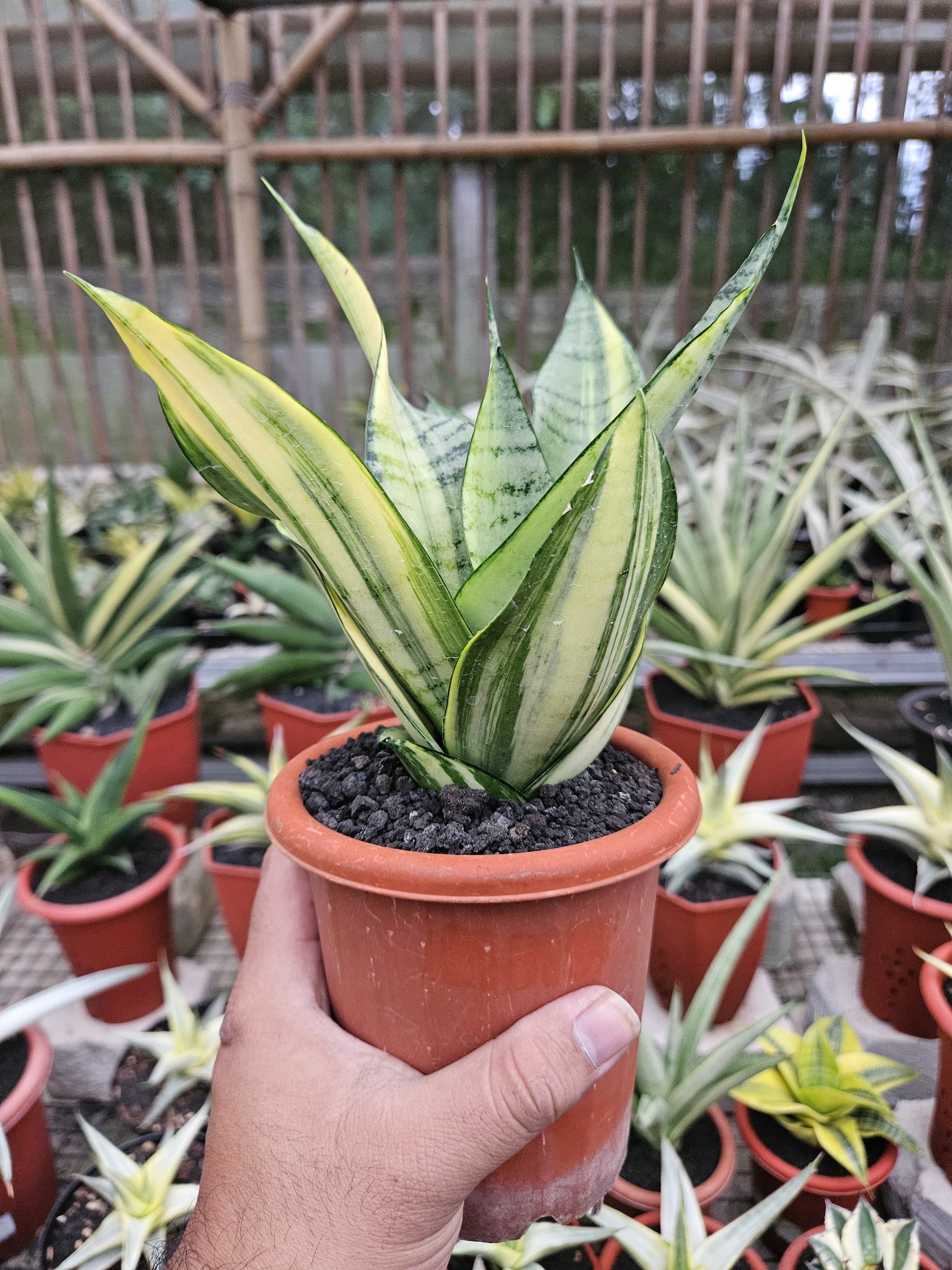 Sansevieria Hybrid Arika Variegated, real gallery image #1 plants. Picture taken directly from kaktus.id community Sansevieria farmer green houses.