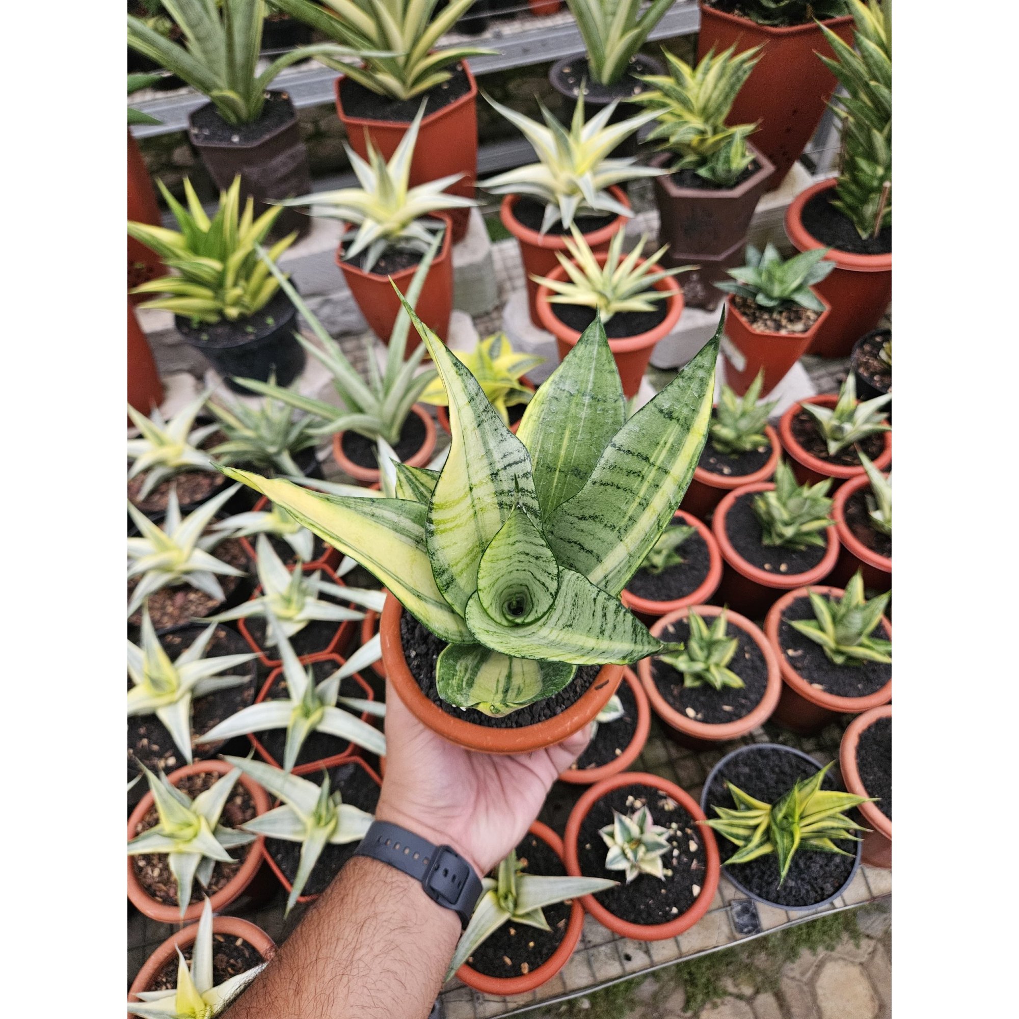 Sansevieria Hybrid Arika Variegated, real feature image plant. Picture taken directly from kaktus.id community Sansevieria farmer green houses.