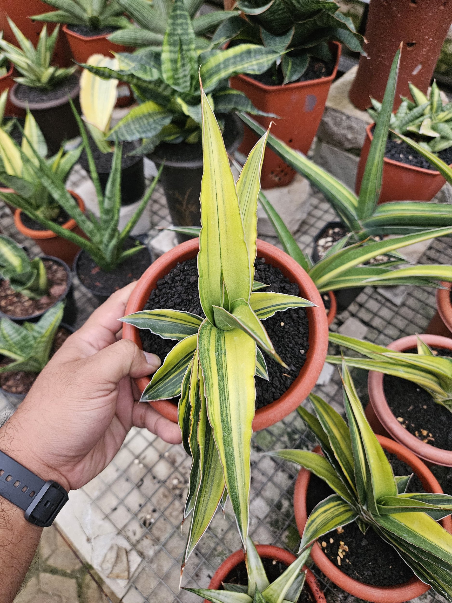 Sansevieria Junna Hybrid Variegated, real gallery image #1 plants. Picture taken directly from kaktus.id community Sansevieria farmer green houses.