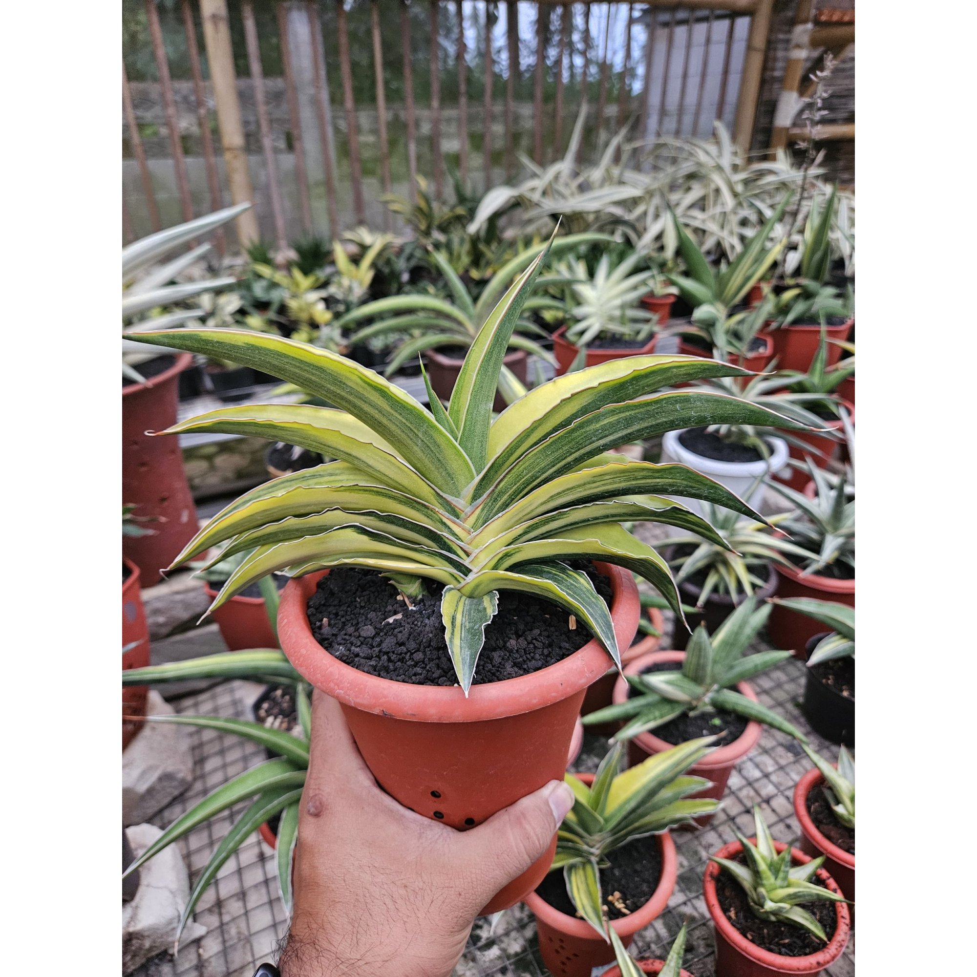 Sansevieria Junna Hybrid Variegated, real feature image plant. Picture taken directly from kaktus.id community Sansevieria farmer green houses.