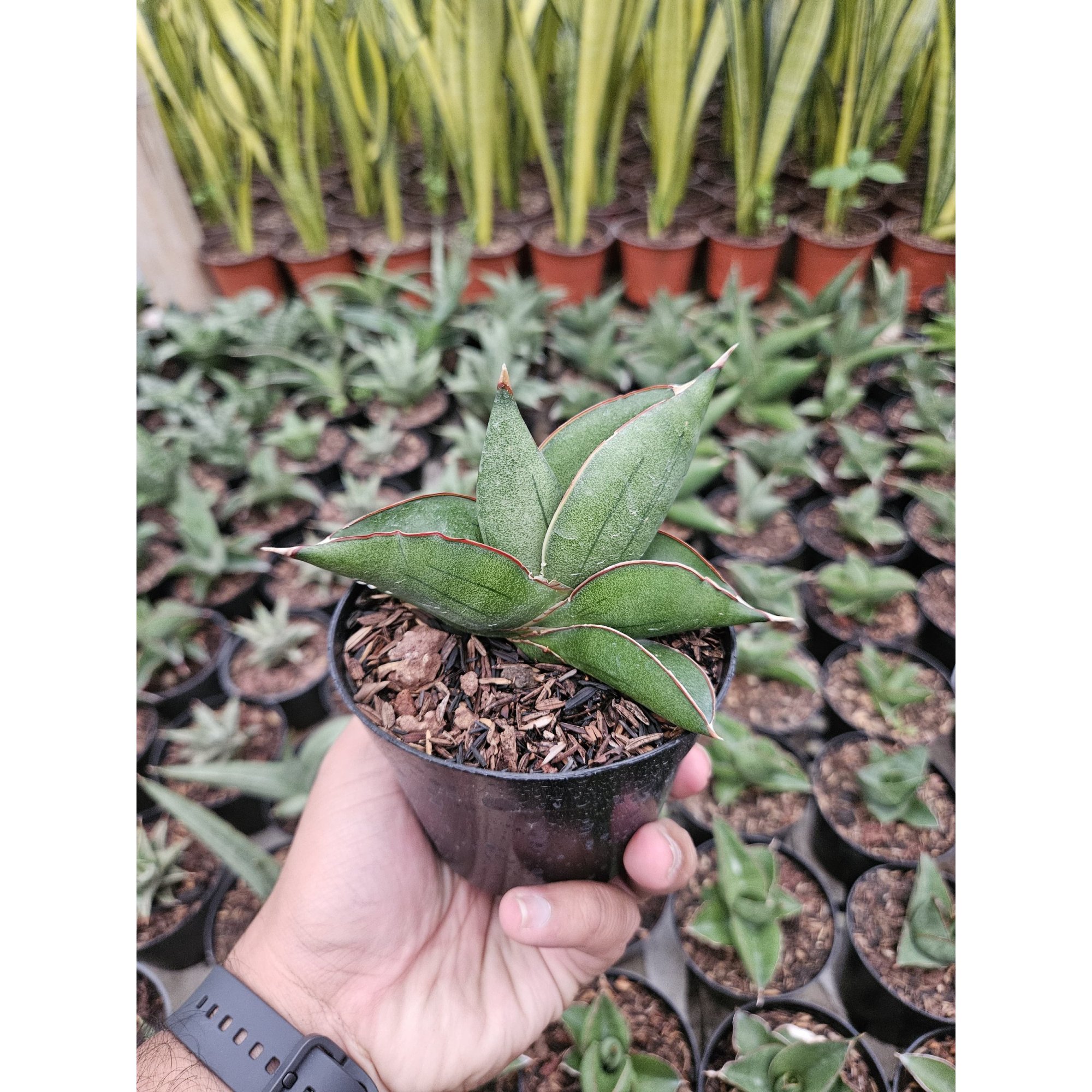 Sansevieria Unggul Hybrid , real feature image plant. Picture taken directly from kaktus.id community Sansevieria farmer green houses.