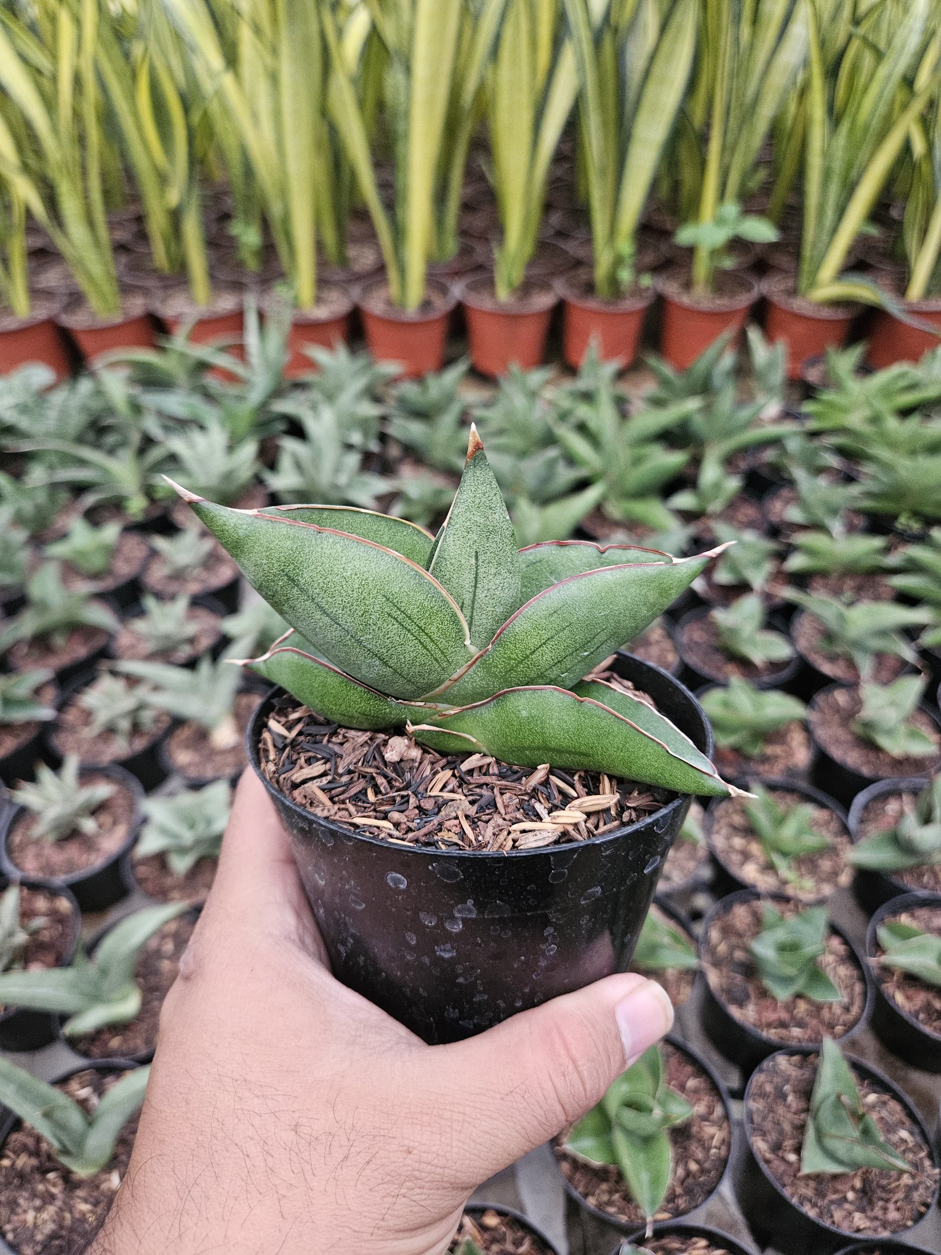 Sansevieria Unggul Hybrid , real gallery image #1 plants. Picture taken directly from kaktus.id community Sansevieria farmer green houses.