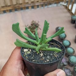 Kalanchoe Teretifolia, real gallery image #1 plants. Picture taken directly from kaktus.id community Kalanchoe farmer green houses.