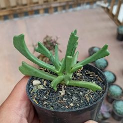 Kalanchoe Teretifolia, real gallery image #2 plants. Picture taken directly from kaktus.id community Kalanchoe farmer green houses.