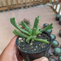 Kalanchoe Teretifolia, real gallery image #3 plants. Picture taken directly from kaktus.id community Kalanchoe farmer green houses.