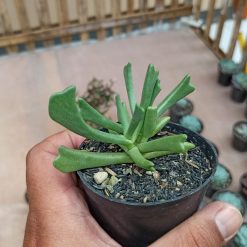 Kalanchoe Teretifolia, real gallery image #4 plants. Picture taken directly from kaktus.id community Kalanchoe farmer green houses.