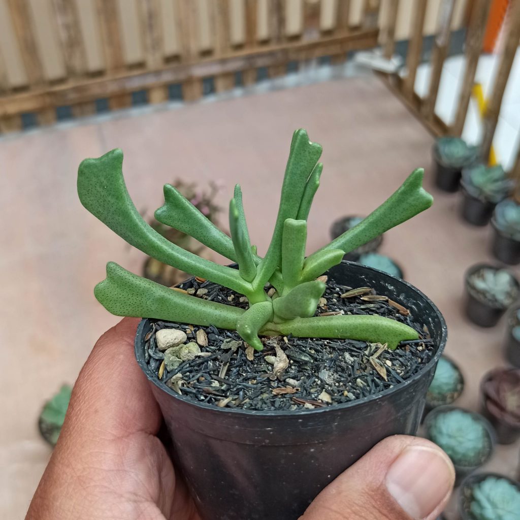 kaktus.id