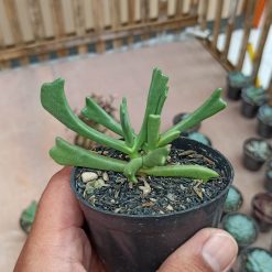 Kalanchoe Teretifolia, real gallery image #5 plants. Picture taken directly from kaktus.id community Kalanchoe farmer green houses.