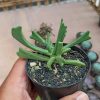 Kalanchoe Teretifolia, real feature image plant. Picture taken directly from kaktus.id community Kalanchoe farmer green houses.