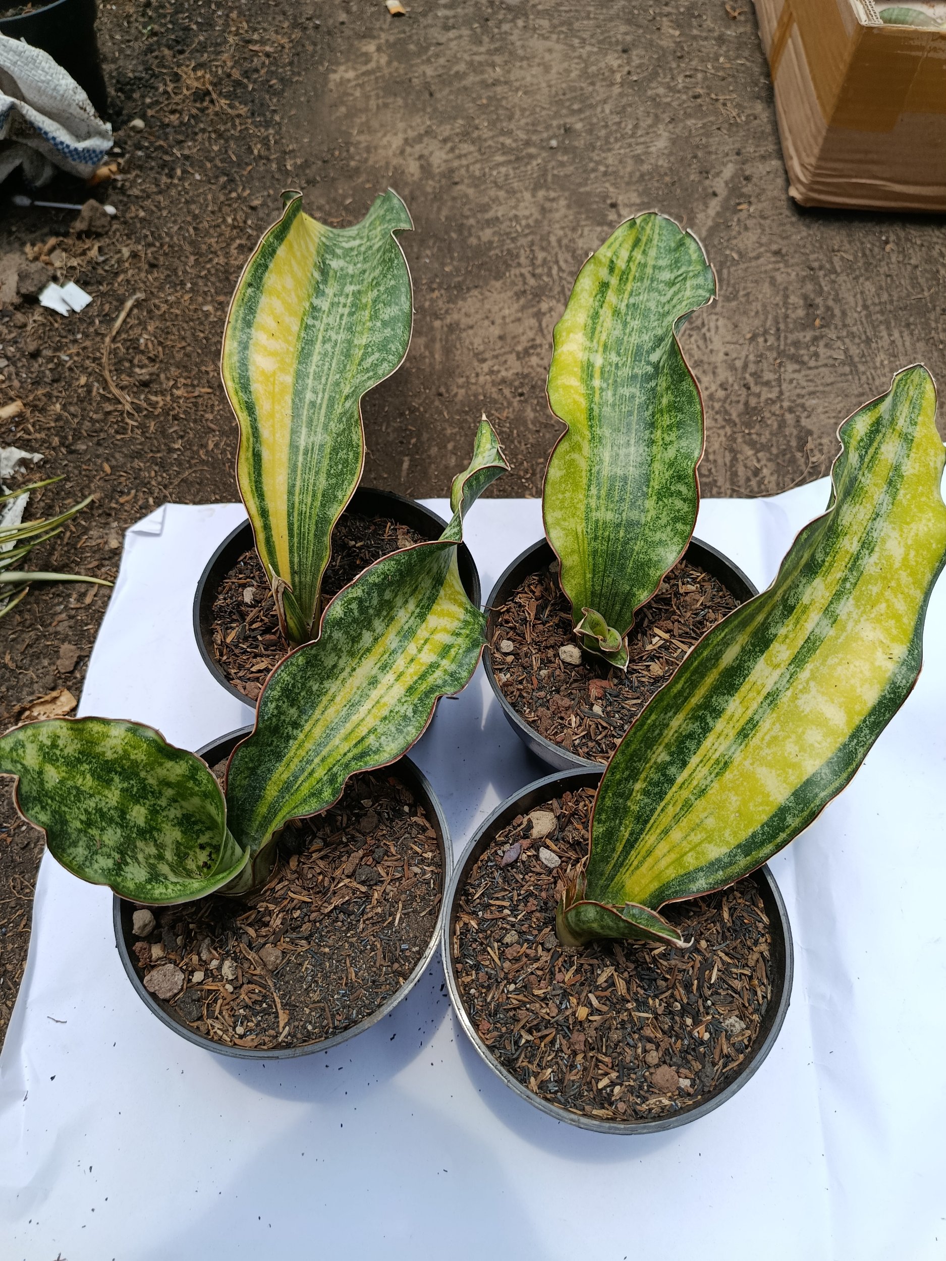 Sansevieria Kirkii Coral Blue Variegated 4 Pcs, real gallery image #1 plants. Picture taken directly from kaktus.id community Sansevieria farmer green houses.