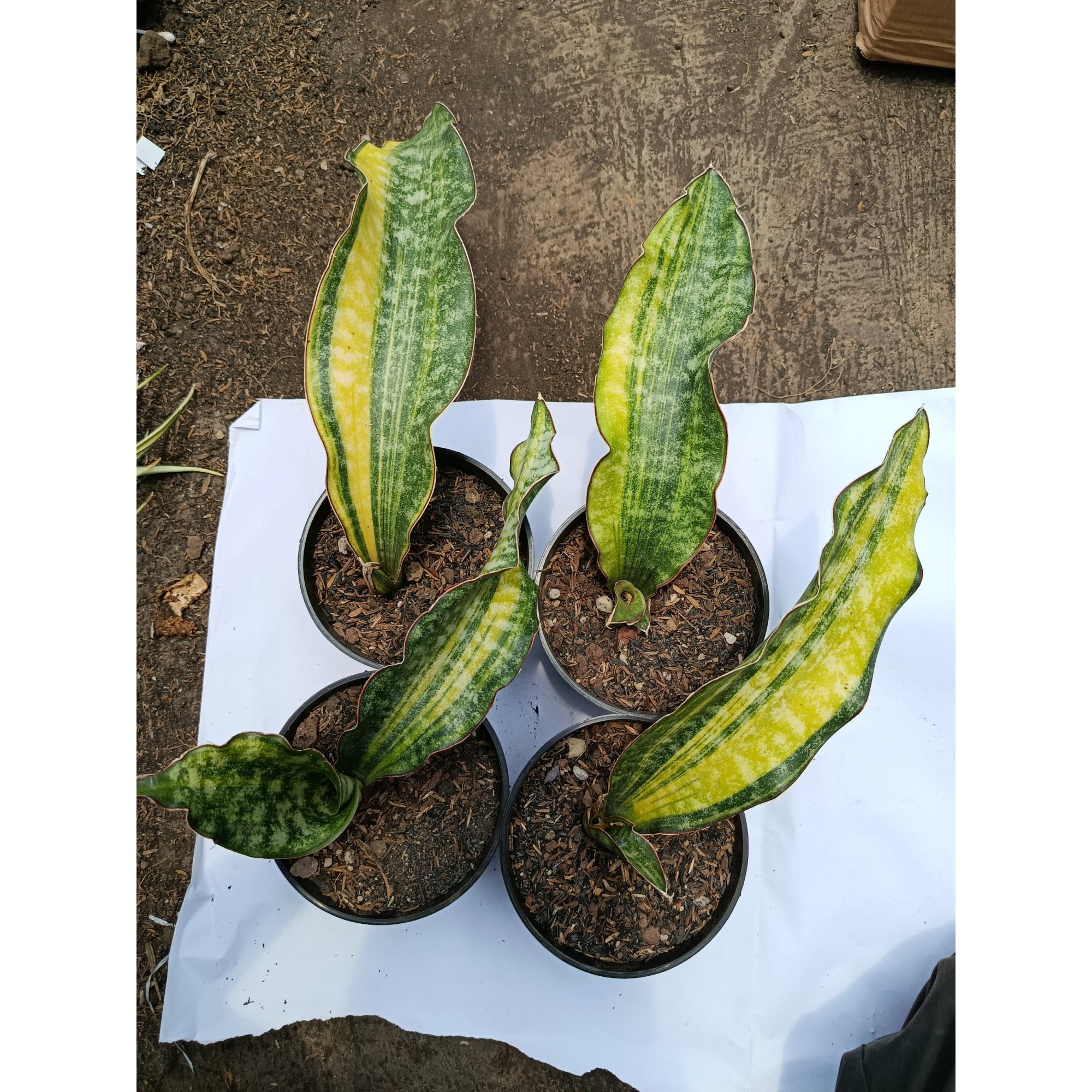 Sansevieria Kirkii Coral Blue Variegated 4 Pcs, real feature image plant. Picture taken directly from kaktus.id community Sansevieria farmer green houses.