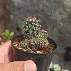Mammillaria Backebergiana, real gallery image #1 plants. Picture taken directly from kaktus.id community Mammillaria farmer green houses.