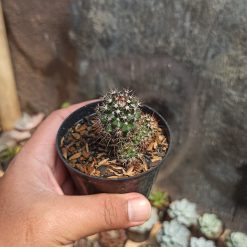 Mammillaria Backebergiana, real gallery image #2 plants. Picture taken directly from kaktus.id community Mammillaria farmer green houses.