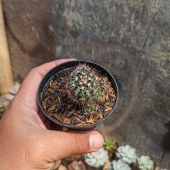 Mammillaria Backebergiana, real gallery image #3 plants. Picture taken directly from kaktus.id community Mammillaria farmer green houses.
