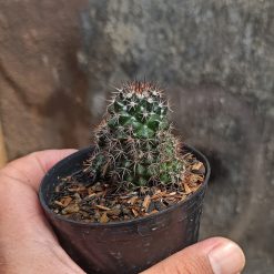 Mammillaria Backebergiana, real gallery image #4 plants. Picture taken directly from kaktus.id community Mammillaria farmer green houses.
