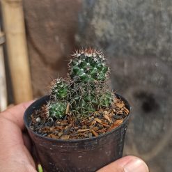 Mammillaria Backebergiana, real gallery image #5 plants. Picture taken directly from kaktus.id community Mammillaria farmer green houses.