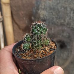 Mammillaria Backebergiana, real feature image plant. Picture taken directly from kaktus.id community Mammillaria farmer green houses.