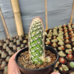 Mammillaria Elongata, real gallery image #1 plants. Picture taken directly from kaktus.id community Mammillaria farmer green houses.