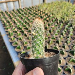 Mammillaria Elongata, real gallery image #3 plants. Picture taken directly from kaktus.id community Mammillaria farmer green houses.