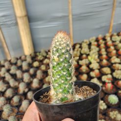 Mammillaria Elongata, real gallery image #4 plants. Picture taken directly from kaktus.id community Mammillaria farmer green houses.