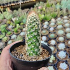 Mammillaria Elongata, real gallery image #5 plants. Picture taken directly from kaktus.id community Mammillaria farmer green houses.