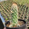 Mammillaria Elongata, real feature image plant. Picture taken directly from kaktus.id community Mammillaria farmer green houses.