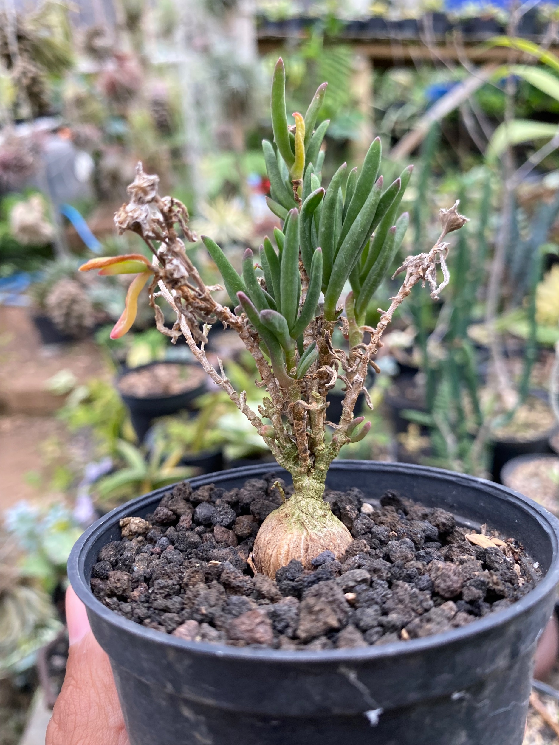 Mestoklema Napiforme Caudex, real gallery image #1 plants. Picture taken directly from kaktus.id community Mestoklema farmer green houses.