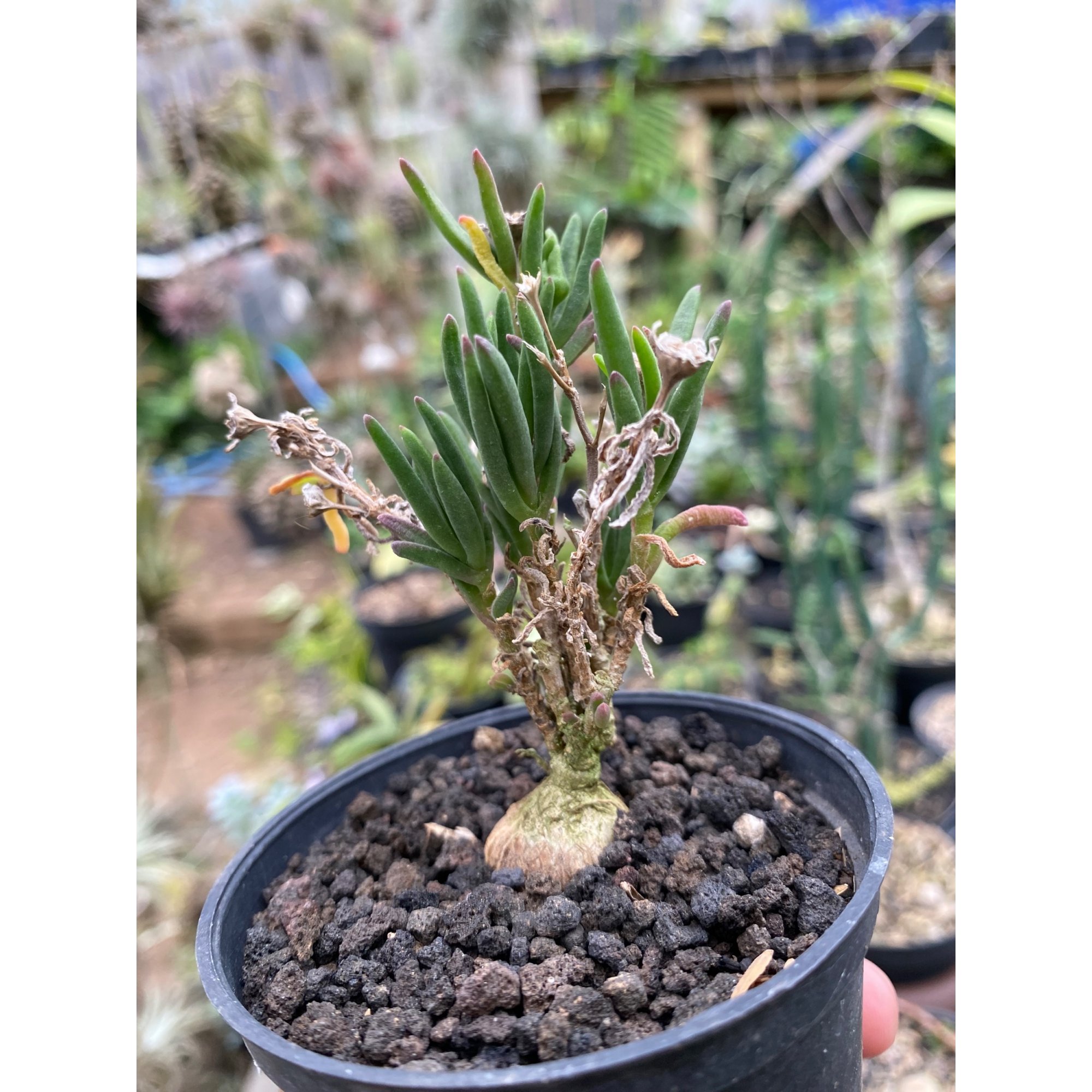 Mestoklema Napiforme Caudex, real feature image plant. Picture taken directly from kaktus.id community Mestoklema farmer green houses.
