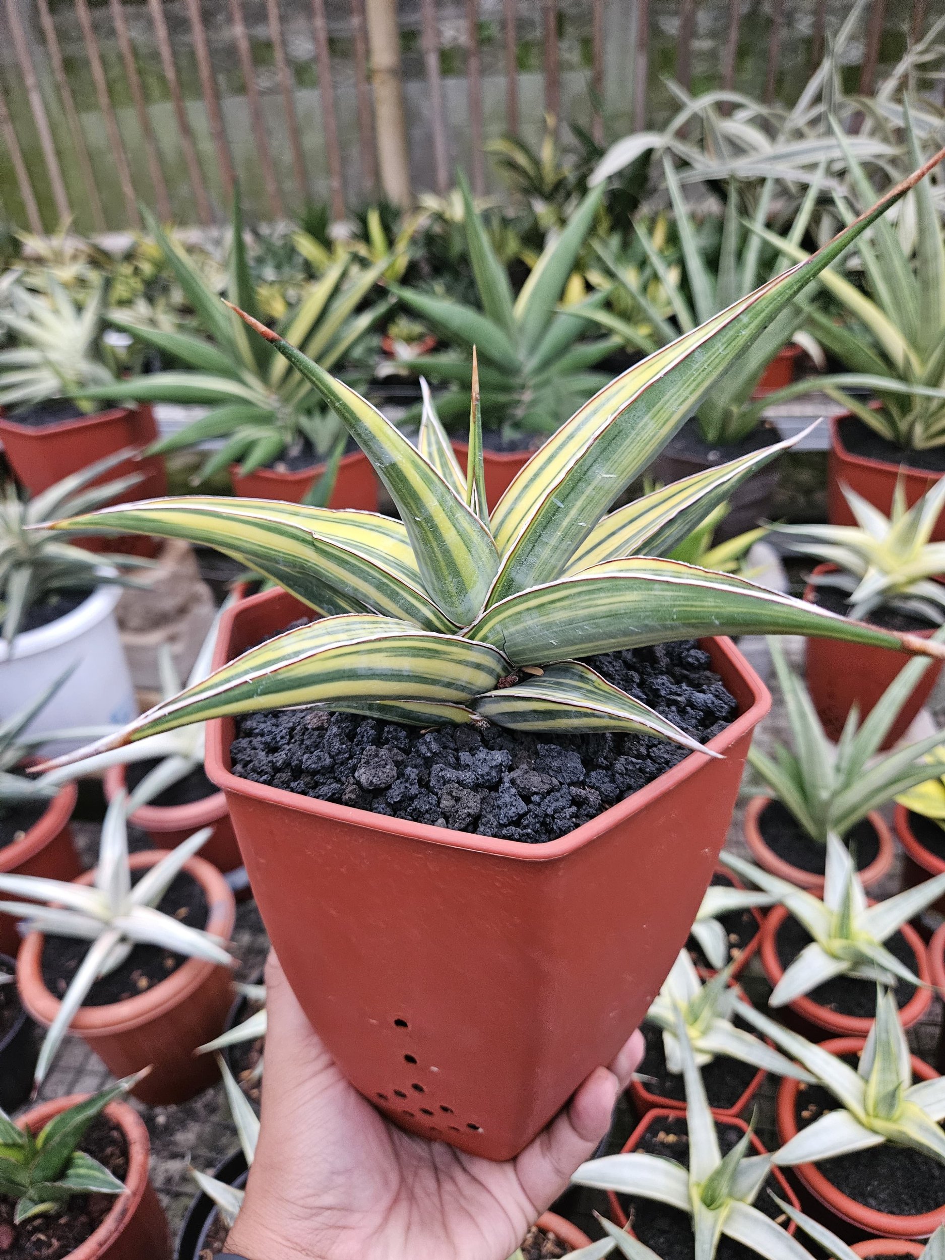 Sansevieria Pinguin Long Variegated, real gallery image #1 plants. Picture taken directly from kaktus.id community Sansevieria farmer green houses.