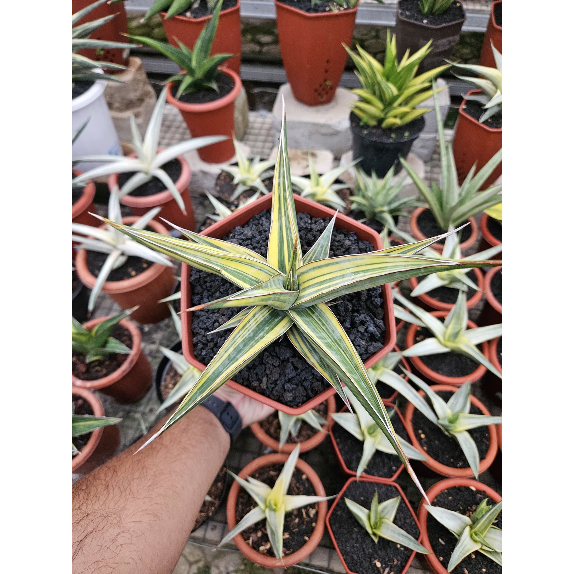 Sansevieria Pinguin Long Variegated, real feature image plant. Picture taken directly from kaktus.id community Sansevieria farmer green houses.