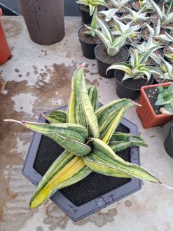 Sansevieria Sinus Zimbabwe Rosettete Size 32 Cm, real gallery image #3 plants. Picture taken directly from kaktus.id community Sansevieria farmer green houses.