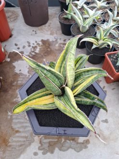 Sansevieria Sinus Zimbabwe Rosettete Size 32 Cm, real gallery image #2 plants. Picture taken directly from kaktus.id community Sansevieria farmer green houses.