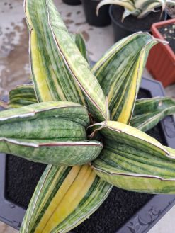 Sansevieria Sinus Zimbabwe Rosettete Size 32 Cm, real gallery image #4 plants. Picture taken directly from kaktus.id community Sansevieria farmer green houses.