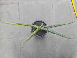 Sansevieria Bella Blue Variegated, real gallery image #4 plants. Picture taken directly from kaktus.id community Sansevieria farmer green houses.