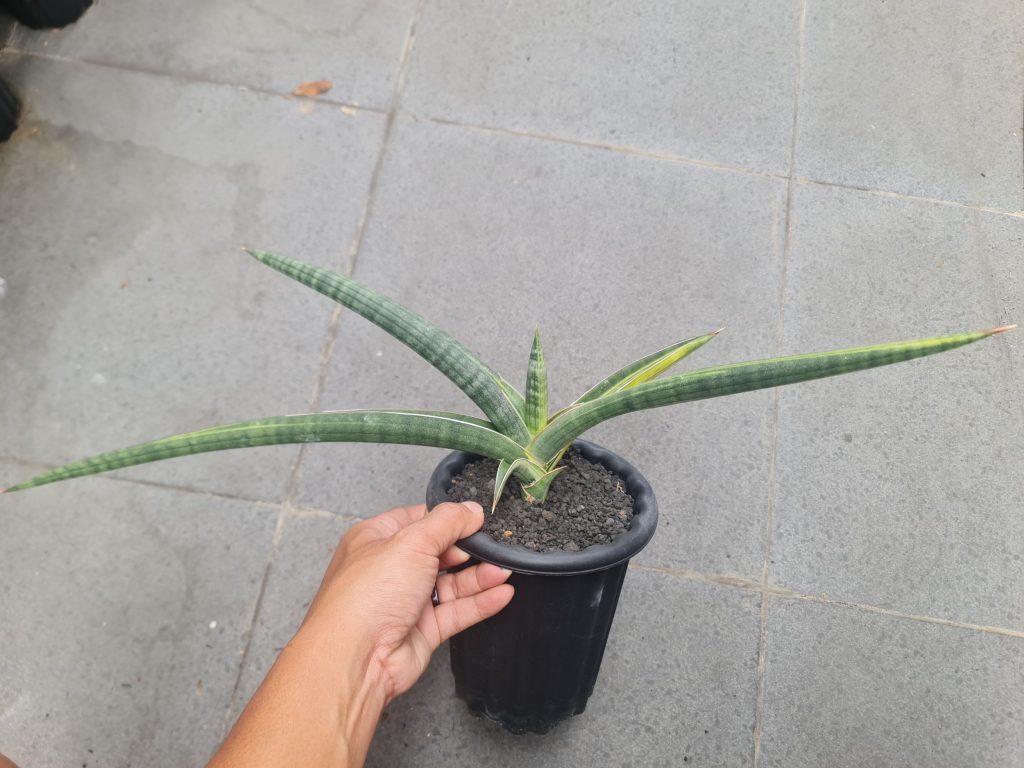 kaktus.id