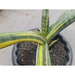 Sansevieria Bella Blue Variegated, real gallery image #2 plants. Picture taken directly from kaktus.id community Sansevieria farmer green houses.