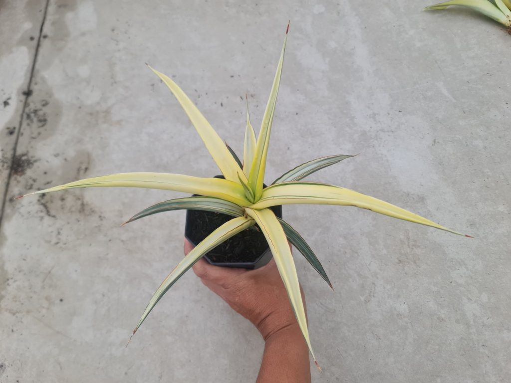kaktus.id