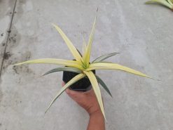 Sansevieria White Pearl, real gallery image #3 plants. Picture taken directly from kaktus.id community Sansevieria farmer green houses.